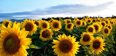 Липецкие аграрии собирают рекордные урожаи масличных