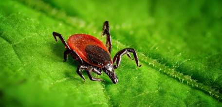 О ситуации и мерах по предупреждению инфекций в Липецкой области, передающихся иксодовыми клещами по состоянию на 19 сентября 2019 г.