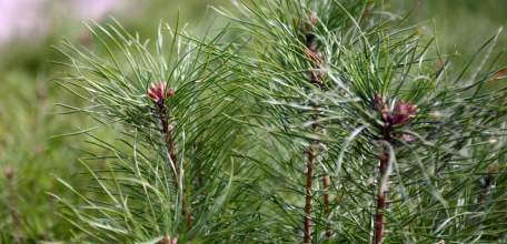 Лесники Липецкой области успешно выполнили план по лесовосстановлению