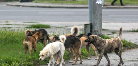 Прокуратура г. Ельца: По вопросу отлова безнадзорных животных