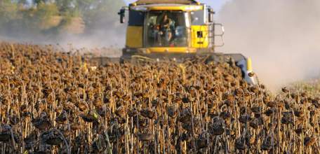 Рекордный урожай масличных собрали аграрии Липецкой области