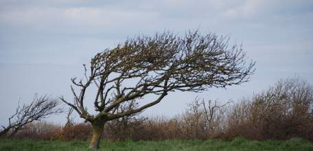 ГУ МЧС России по Липецкой области предупреждает об усиление ветра с порывами до 15-17 м/с
