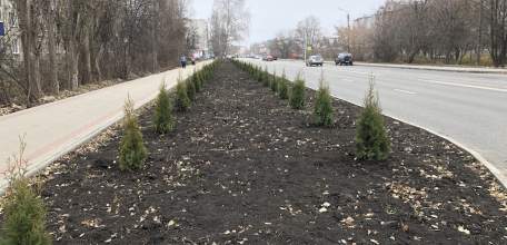 В Ельце по улице Свердлова высадили 166 туй... Две украли за ночь!