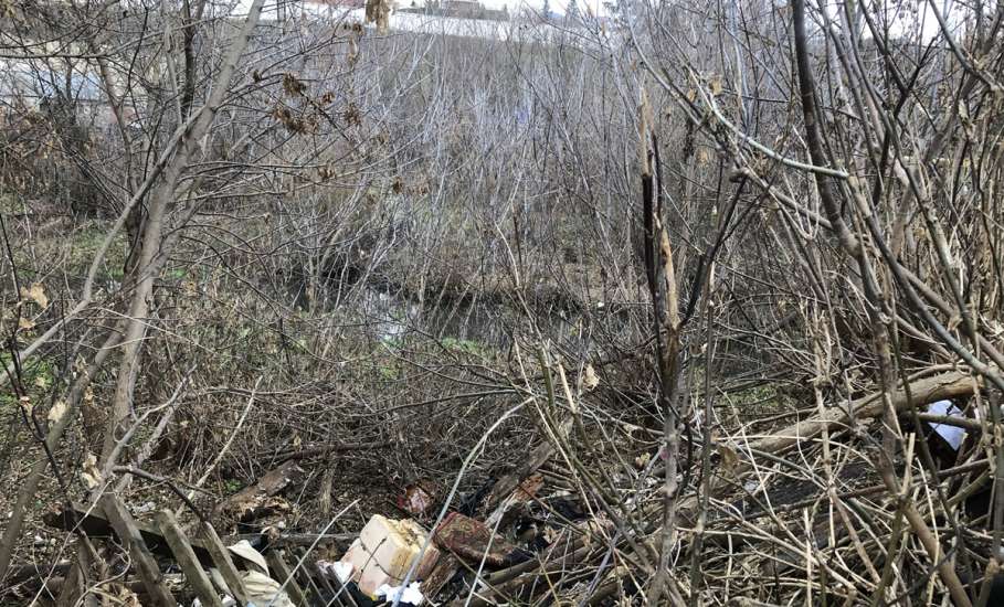 Не вовремя вывезенный мусор в центре города растаскивают животные и птицы!