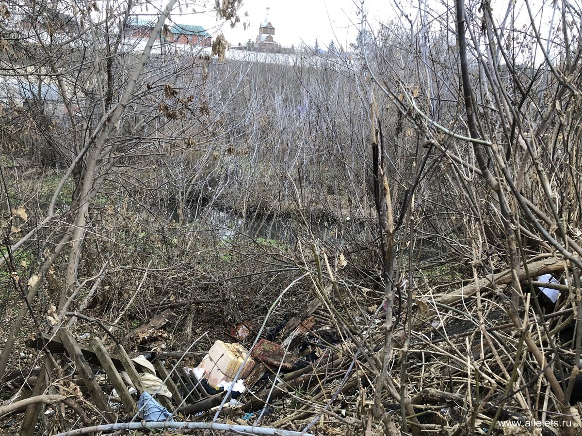 Не вовремя вывезенный мусор в центре города растаскивают животные и птицы!  / Новости