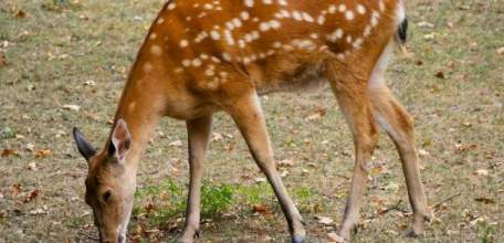 На территории Липецкой области началась зимняя подкормка диких животных
