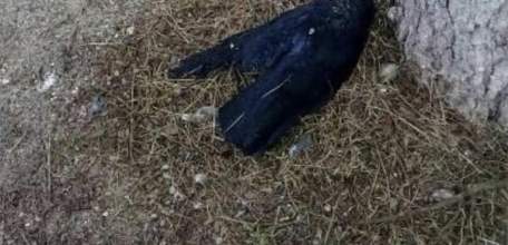 Газета &laquo;Красное знамя&raquo;: ПТИЦЫ ГИБНУТ, НО ОПАСНОСТИ НЕТ