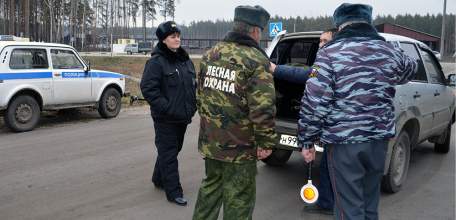 Охрана хвойных молодняков в Липецкой области перед Новым годом усилена