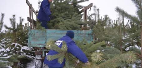 Лесники Липецкой области планируют заготовить около 30 тысяч лесных красавиц