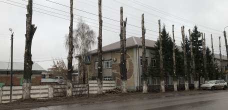 У мясокомбината появилась аллея голых стручков