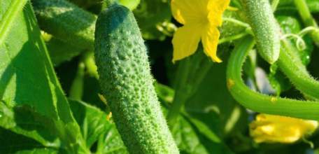 В Липецкой области в текущем году соберут более 100 тыс. тонн тепличных овощей