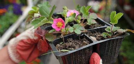 Липецкая область входит в число регионов-лидеров по производству плодов и ягод