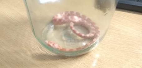 Змея ехала &laquo;зайцем&raquo;