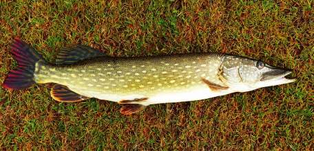 С 15 января по 28 февраля на всех водоёмах Липецкой области запрещена ловля щуки