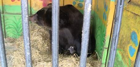 В зоопарке «Ноев ковчег» в крещенские дни родились двое медвежат