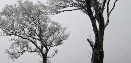 23 января на территории Липецкой области ожидается усиление западного ветра с порывами 15-18 м/с