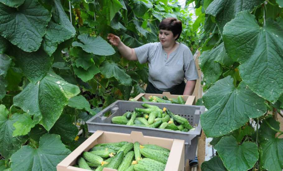 В Липецкой области в 2019 году собрали более 110 тыс. тонн овощей закрытого грунта