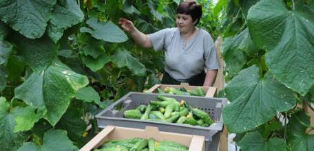 В Липецкой области в 2019 году собрали более 110 тыс. тонн овощей закрытого грунта