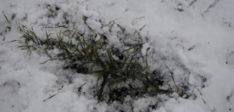 Состояние озимых проверяют в Липецкой области