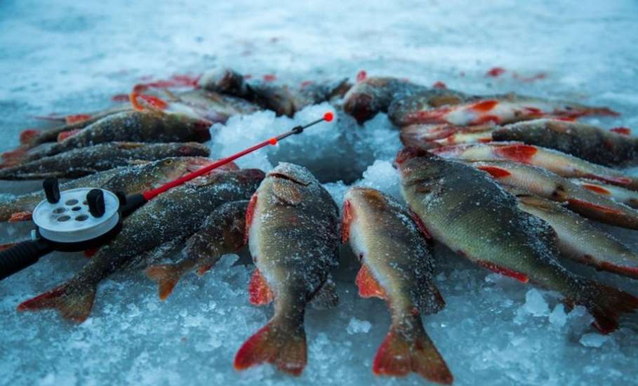 Три фестиваля зимней рыбалки пройдут в Липецкой области