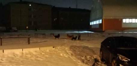 В Ельце бездействие уполномоченного органа по организации работы с безнадзорными животными стало основанием для вмешательства прокуратуры