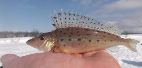 Фестиваль «На Дону стоим, рыбой славимся» в шестой раз пройдет в Задонске