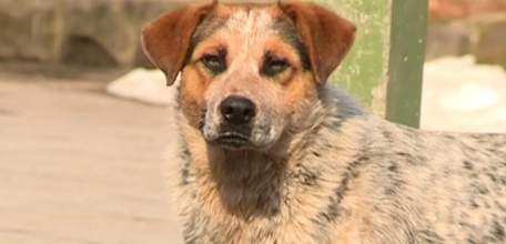 Ельчан призывают к стерилизации домашних животных