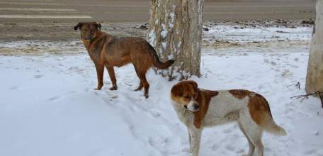 В Липецкой области утвержден новый порядок отлова и содержания бездомных животных