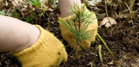 Работа лесной отрасли Липецкой области  за 2019 год проанализирована на итоговом совещании