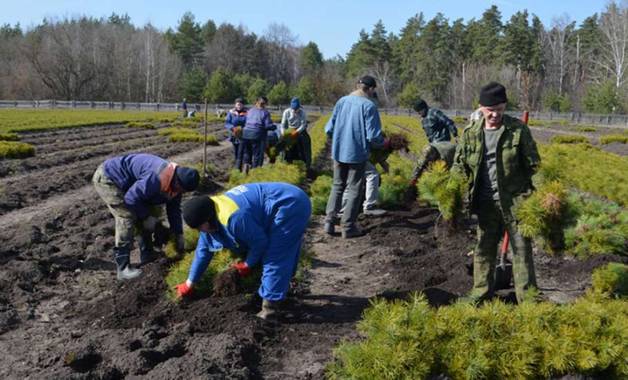 Лесхозы Липецкой области начали подготовку к весенней посадке леса