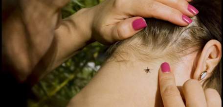 Клещи активизировались раньше времени: с покусами за медицинской помощью уже обратились 8 ельчан