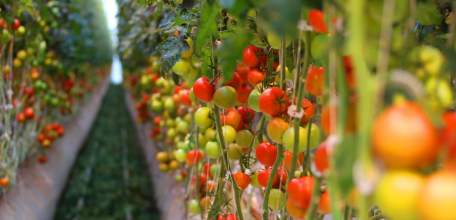 Предприятия Липецкой области наращивают производство тепличных овощей