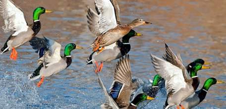Весенняя охота отменяется в Липецкой области