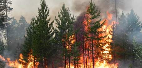 Прокурор Елецкого района внес представления в адрес ряда хозяйствующих субъектов в связи с нарушениями особого противопожарного режима