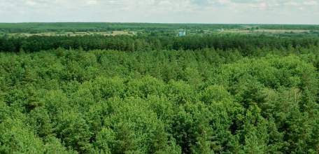 Рослесхоз подвёл итоги за 2019 год