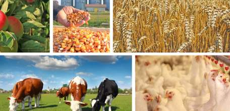 В Липецкой области растёт производство сельскохозяйственной продукции