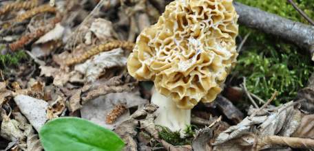 Роспотребнадзор: Что нужно знать о первых грибах