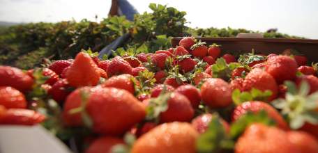 Сельхозпредприятия региона готовы трудоустроить потерявших работу липчан