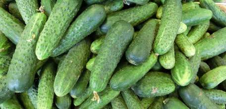 В Липецкой области наблюдается заметный прирост в производстве овощей закрытого грунта