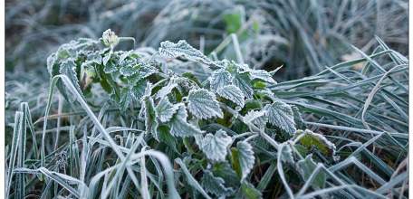 Утром 16 мая на территории Липецкой области ожидаются заморозки