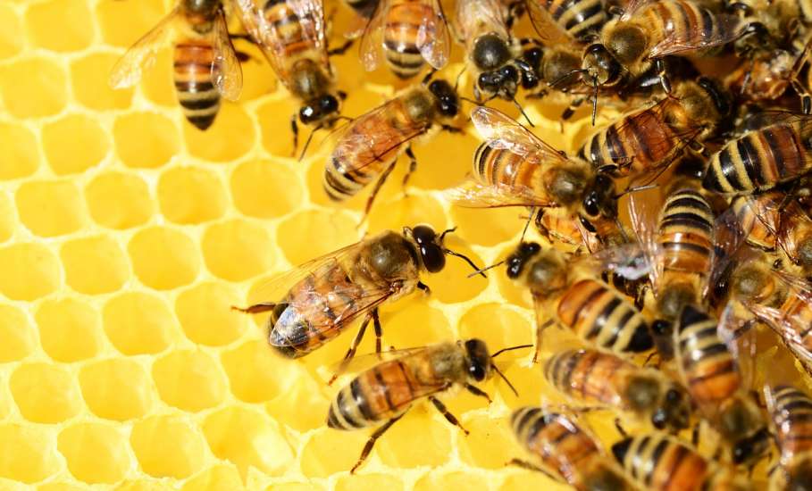 В Липецкой области проводится активная работа по развитию пчеловодства