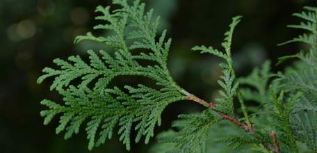 Установлен виновный в хищении туй от частного дома по улице Мира