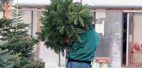 В Елецком районе разыскивают похитителей елей и можжевельника