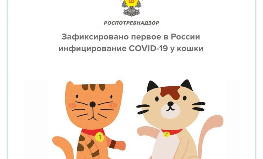 Зафиксировано первое в России инфицирование COVID-19 у кошки