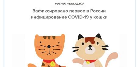 Зафиксировано первое в России инфицирование COVID-19 у кошки