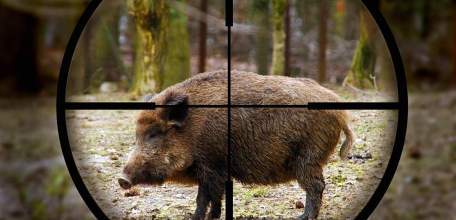 Незаконная добыча особи кабана в Елецком районе