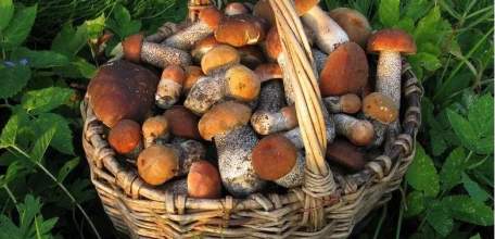 Лучшая профилактика отравлений грибами - внимание и осторожность при их сборе!