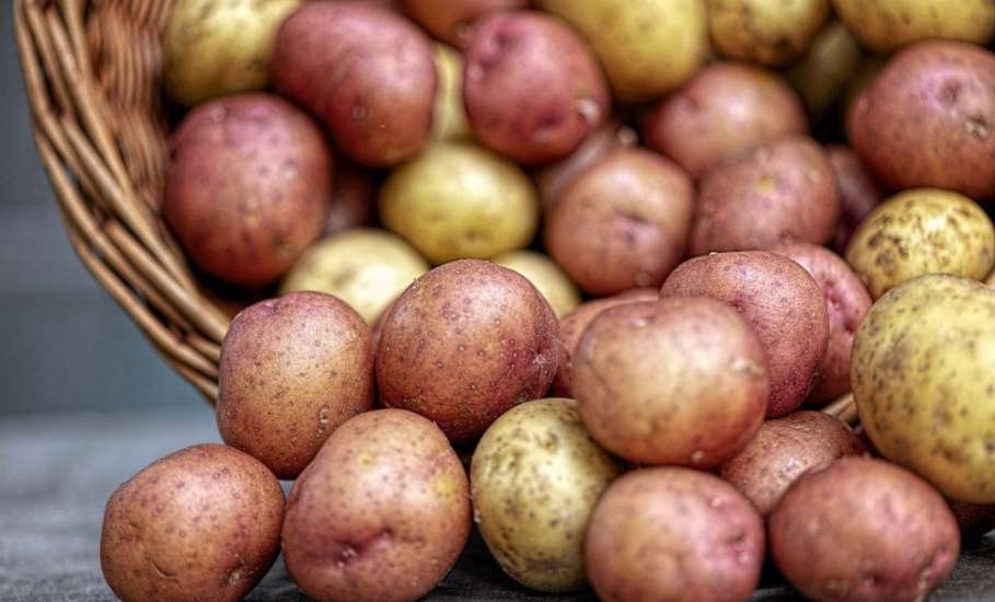 Цены на картофель резко подскочили в Липецкой области