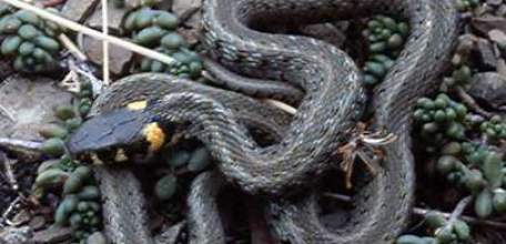 Спасатели рассказали, каких змей стоит остерегаться жителям Липецкой области