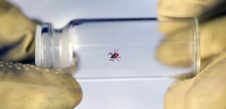 Информация об эпидситуации по иксодовому клещевому боррелиозу в Липецкой области на 30 июля 2020 г.